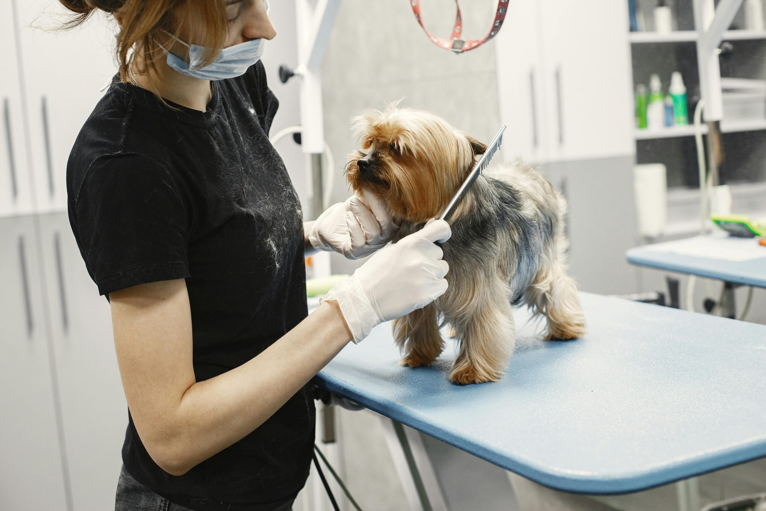 little dog